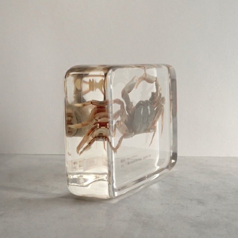ヤマトオサガニ樹脂封入標本 3L (木製標本箱入り) | Atelier BIOTA