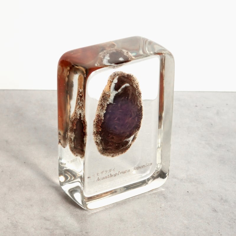 ヒザラガイ樹脂封入標本 M (木製標本箱入り) | Atelier BIOTA