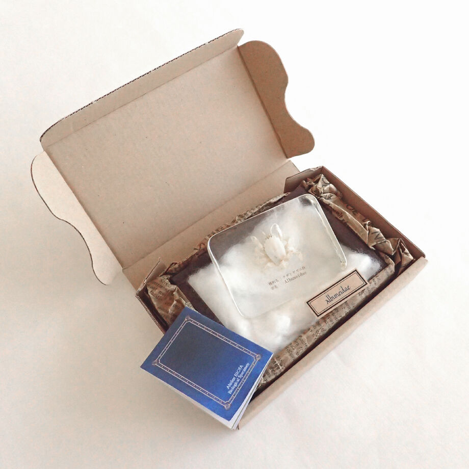クダヒゲガニ科の一種樹脂封入標本 L (木製標本箱入り) | Atelier BIOTA