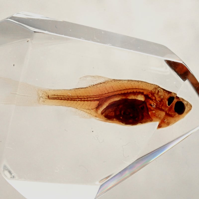 魚類樹脂封入標本 C (木製標本箱入り) | Atelier BIOTA