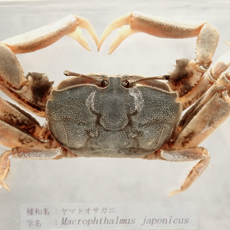 ヤマトオサガニ樹脂封入標本 3L (木製標本箱入り) | Atelier BIOTA