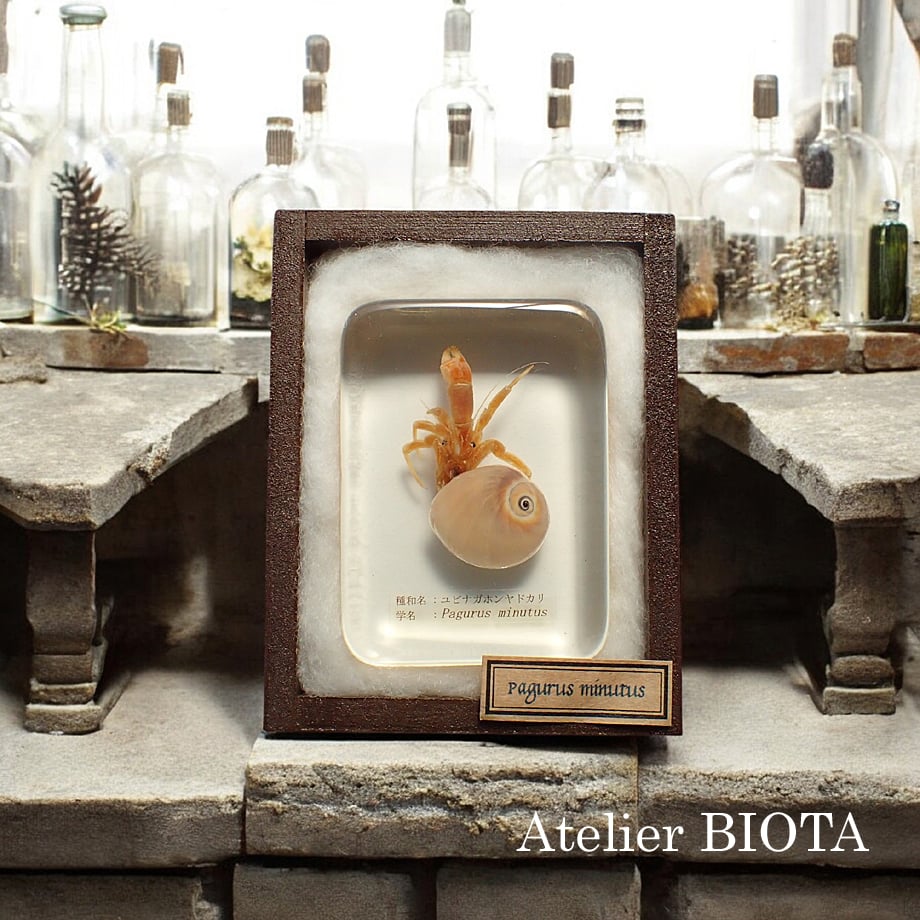 ユビナガホンヤドカリ樹脂封入標本 L (木製標本箱入り) | Atelier BIOTA