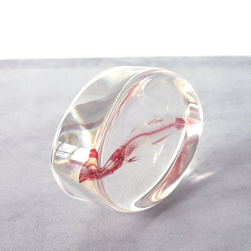 魚類単色染色樹脂封入標本 M (木製標本箱入り) | Atelier BIOTA