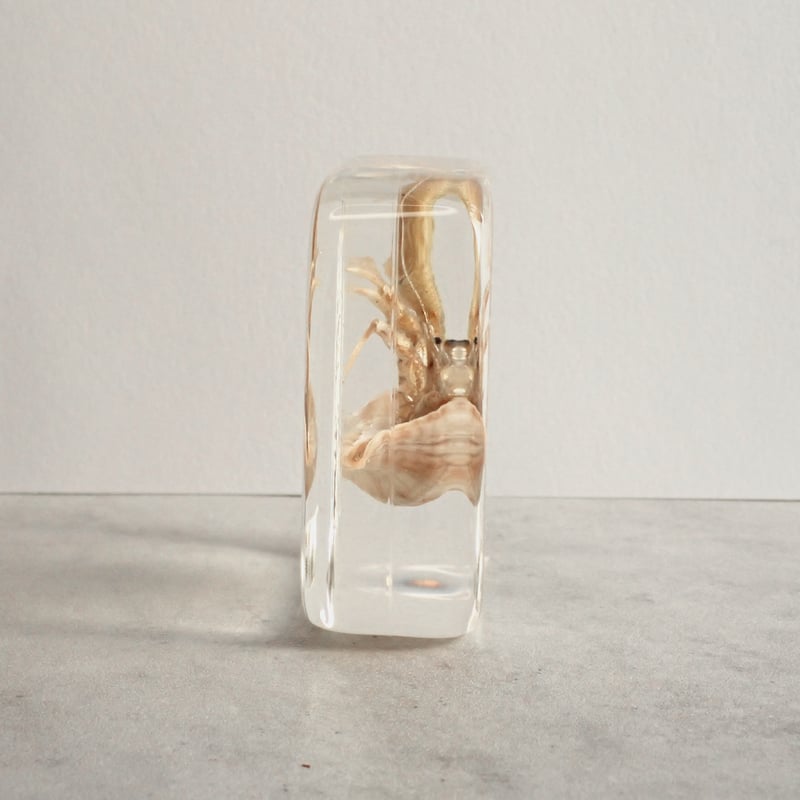 ユビナガホンヤドカリ樹脂封入標本 L (木製標本箱入り) | Atelier BIOTA