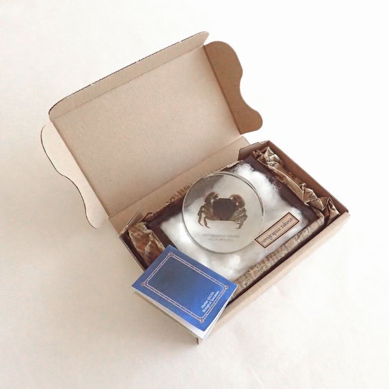 タカノケフサイソガニ樹脂封入標本 L (木製標本箱入り) | Atelier BIOTA
