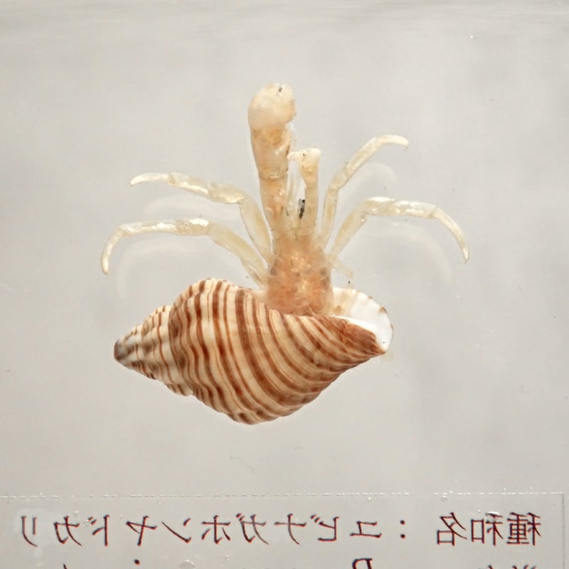 ユビナガホンヤドカリ樹脂封入標本 M (木製標本箱入り) | Atelier BIOTA