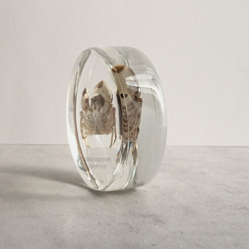 タカノケフサイソガニ樹脂封入標本 L (木製標本箱入り) | Atelier BIOTA