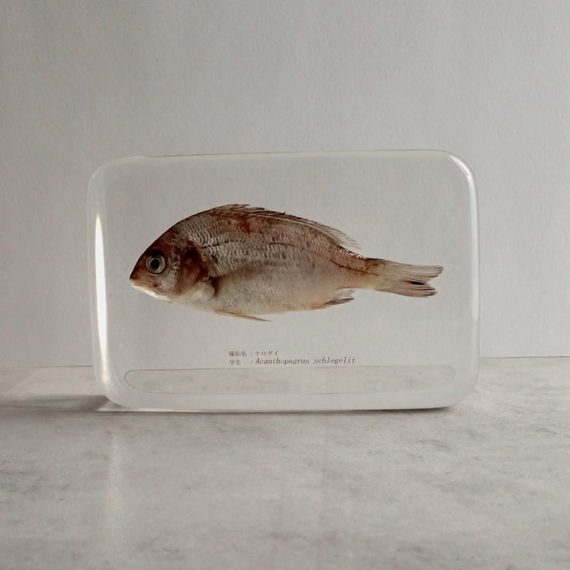 クロダイ樹脂封入標本 4L (木製標本箱入り) | Atelier BIOTA