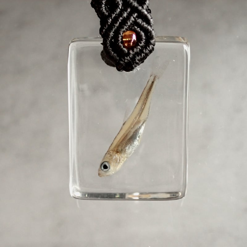 魚類樹脂封入標本キーホルダー | Atelier BIOTA