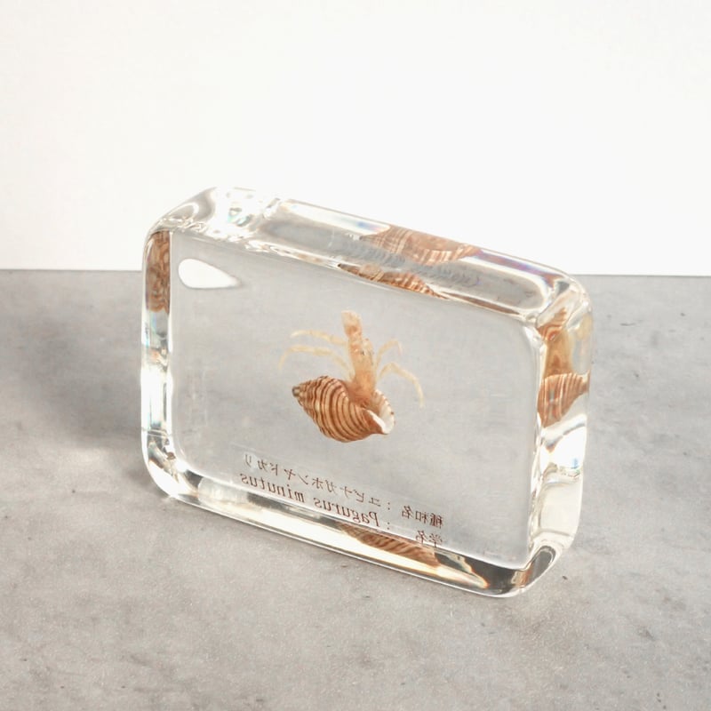 ユビナガホンヤドカリ樹脂封入標本 M (木製標本箱入り) | Atelier BIOTA
