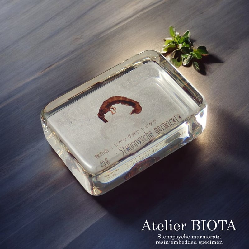 ヒゲナガカワトビケラ樹脂封入標本 M (木製標本箱入り) | Atelier BIOTA