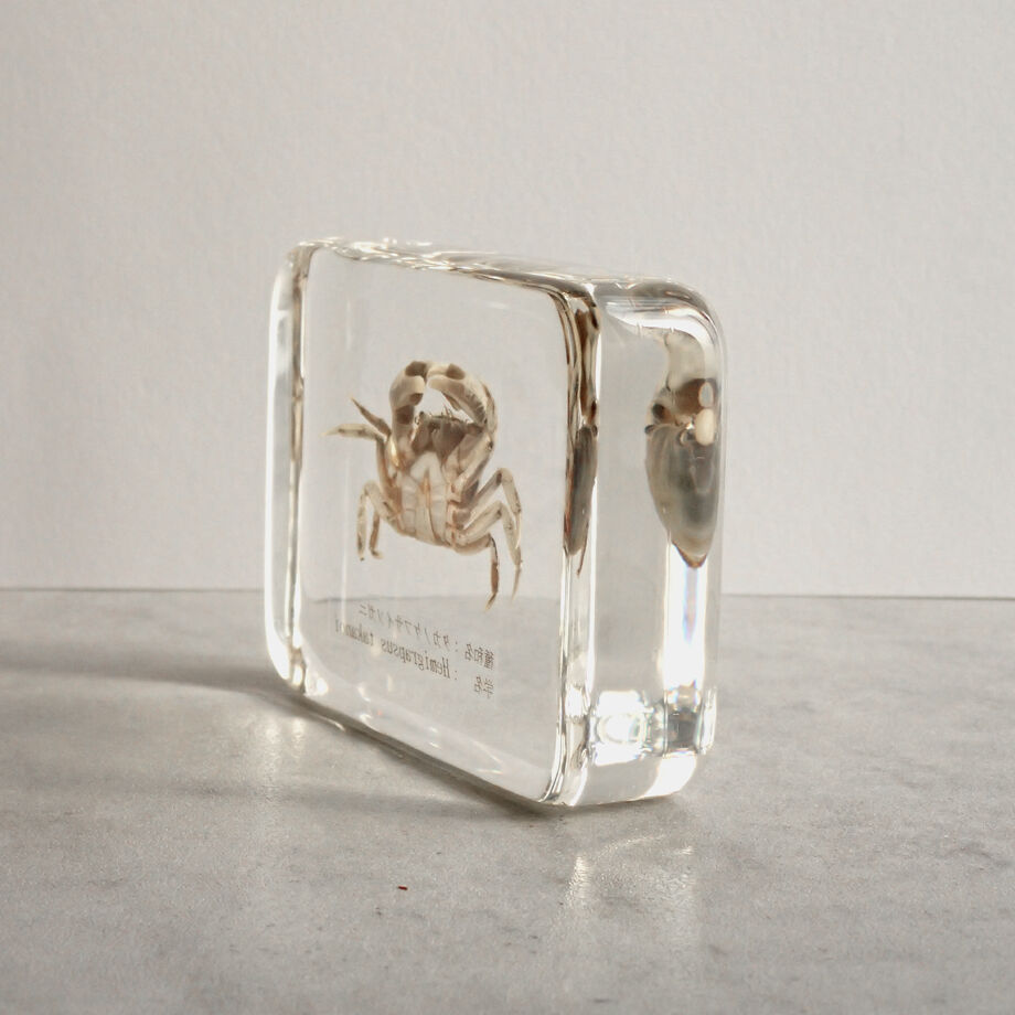 タカノケフサイソガニ樹脂封入標本 L (木製標本箱入り) | Atelier BIOTA