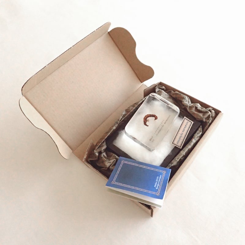 ヒゲナガカワトビケラ樹脂封入標本 M (木製標本箱入り) | Atelier BIOTA