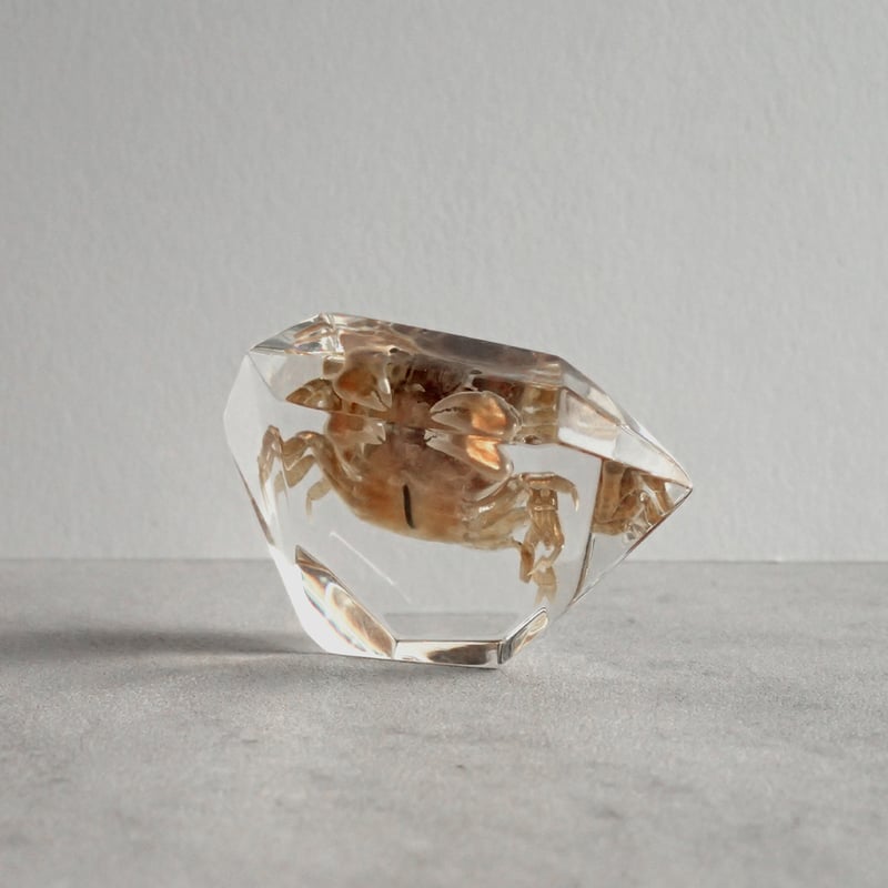 カニ類樹脂封入標本 C (木製標本箱入り) | Atelier BIOTA