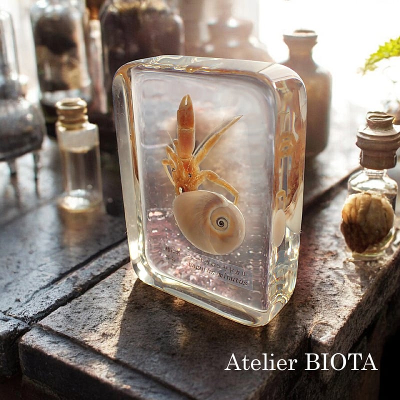 ユビナガホンヤドカリ樹脂封入標本 L (木製標本箱入り) | Atelier BIOTA