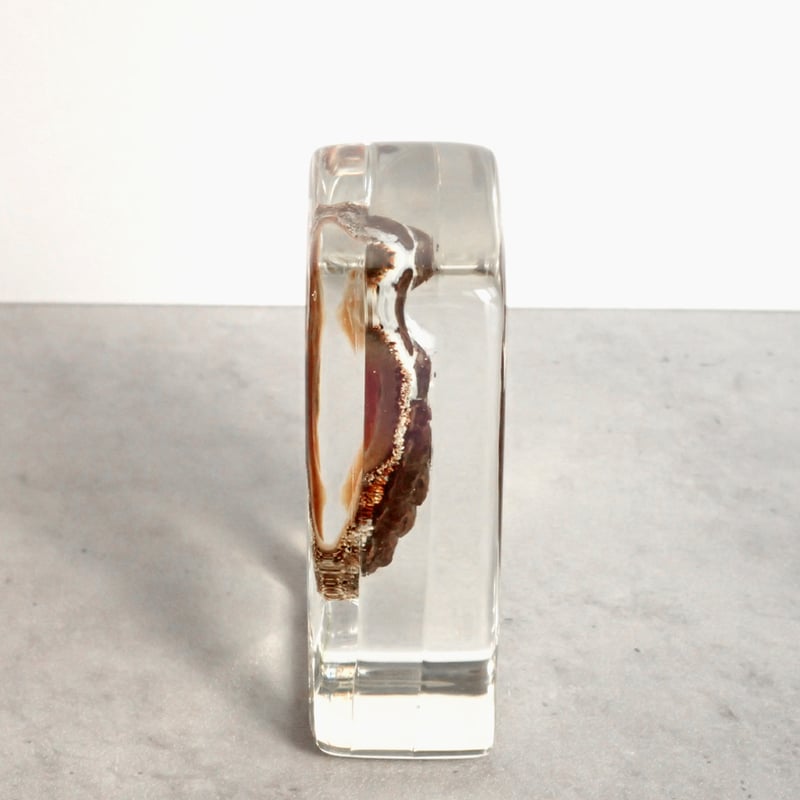 ヒザラガイ樹脂封入標本 M (木製標本箱入り) | Atelier BIOTA