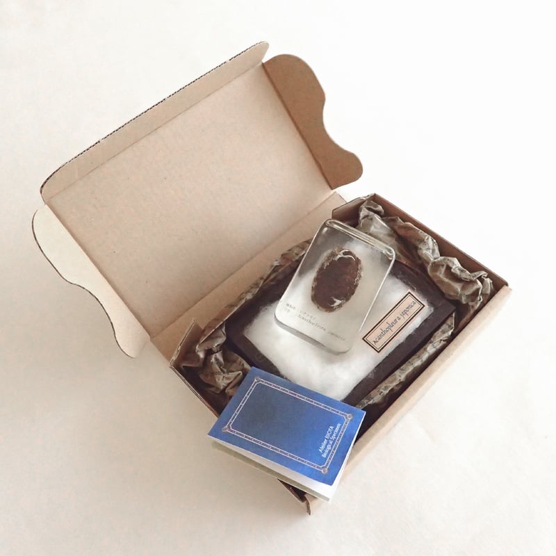 ヒザラガイ樹脂封入標本 M (木製標本箱入り) | Atelier BIOTA