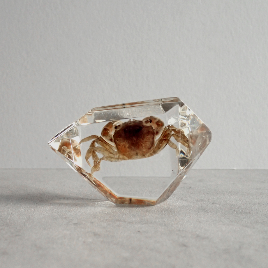 カニ類樹脂封入標本 C (木製標本箱入り) | Atelier BIOTA