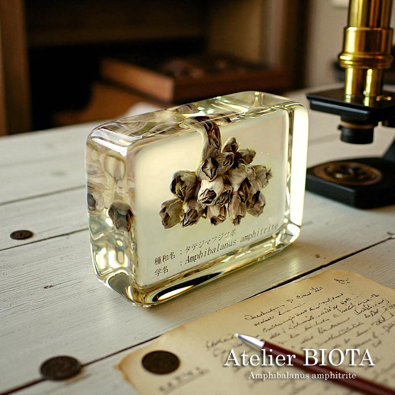 タテジマフジツボ樹脂封入標本 M (木製標本箱入り) | Atelier BIOTA
