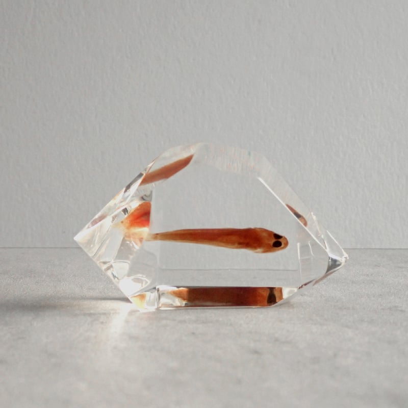 魚類樹脂封入標本 C (木製標本箱入り) | Atelier BIOTA