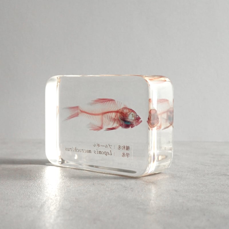 ブルーギル二重染色樹脂封入標本 M (木製標本箱入り) | Atelier BIOTA