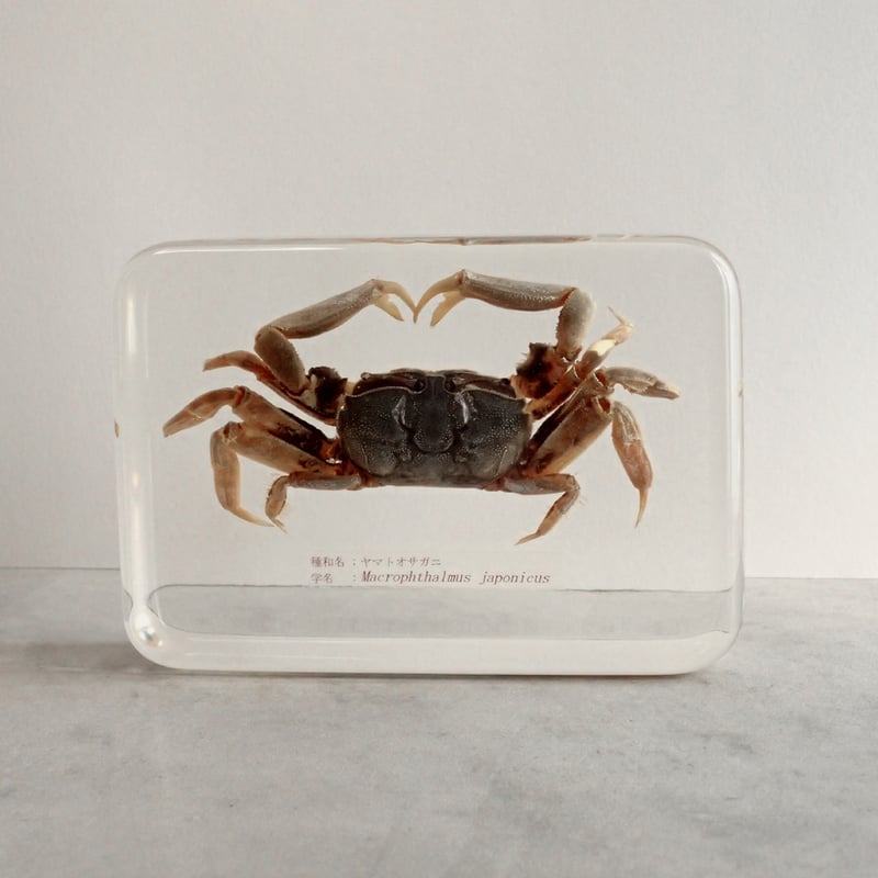 ヤマトオサガニ樹脂封入標本 3L (木製標本箱入り) | Atelier BIOTA