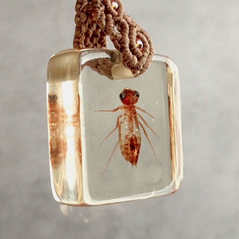 ヤゴ類樹脂封入標本キーホルダー | Atelier BIOTA