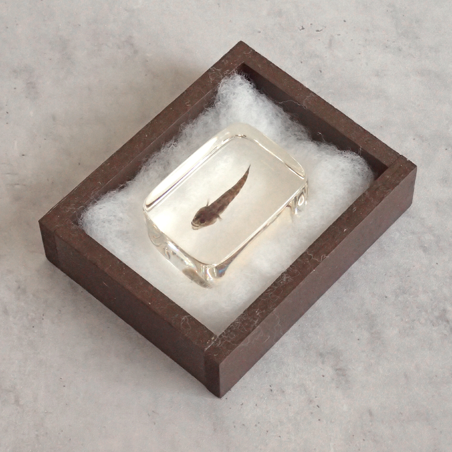 errer 樹脂標本 7種 植物標本 木箱入り 古道具 アンティーク ハゼ科の