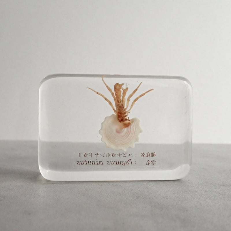 ユビナガホンヤドカリ樹脂封入標本 M (木製標本箱入り) | Atelier BIOTA