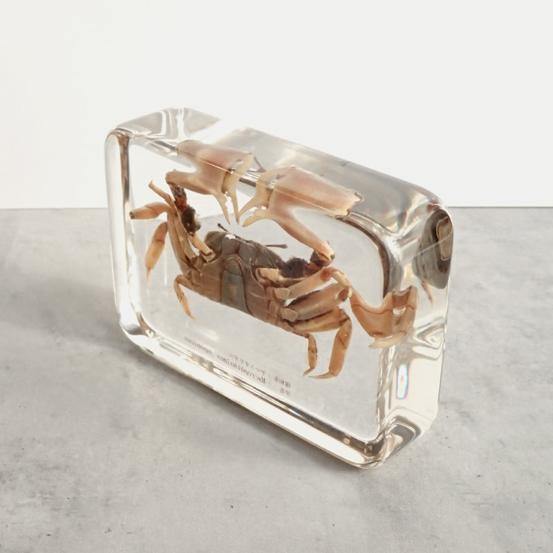 ヤマトオサガニ樹脂封入標本 3L (木製標本箱入り) | Atelier BIOTA