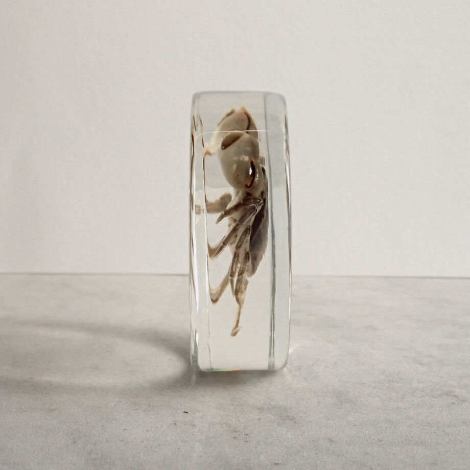 タカノケフサイソガニ樹脂封入標本 L (木製標本箱入り) | Atelier BIOTA