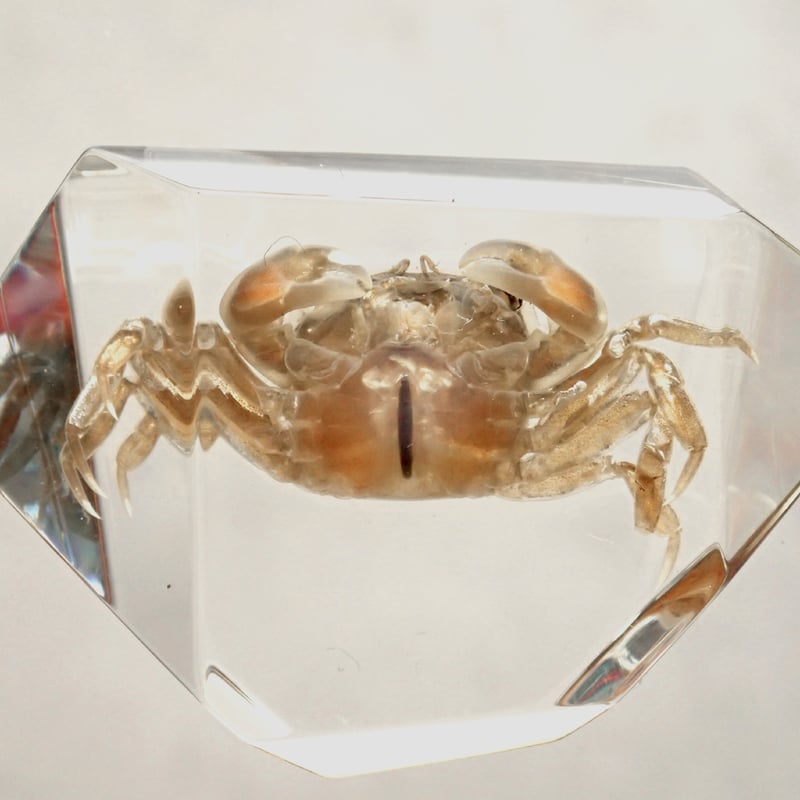 【特大】カブトガニ &クロサソリ　アクリル樹脂標本セット 特大】カブトガニ &クロサソリ アクリル樹脂標本セット - メルカリ