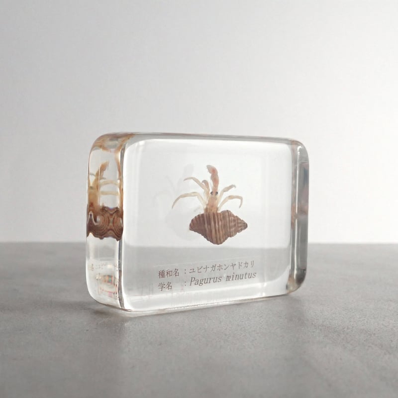 ユビナガホンヤドカリ樹脂封入標本 M (木製標本箱入り) | Atelier BIOTA