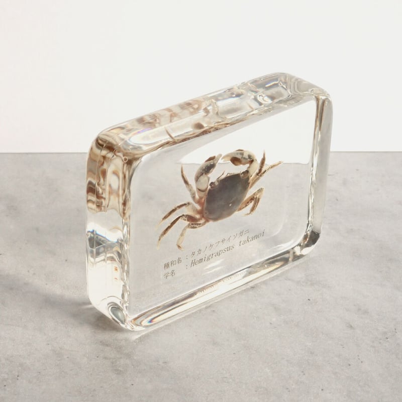 タカノケフサイソガニ樹脂封入標本 L (木製標本箱入り) | Atelier BIOTA