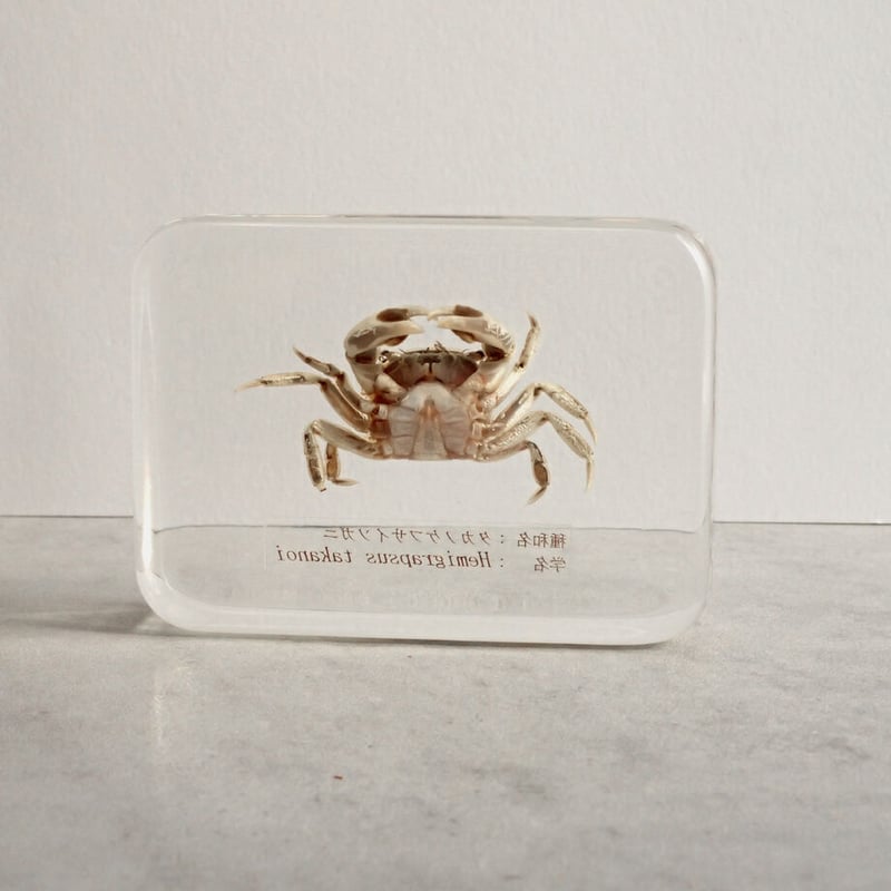 毛蟹の標本 北海道 オホーツク産 毛ガニ 1尾 1kg前後 カニ 蟹 毛ガニ 毛蟹