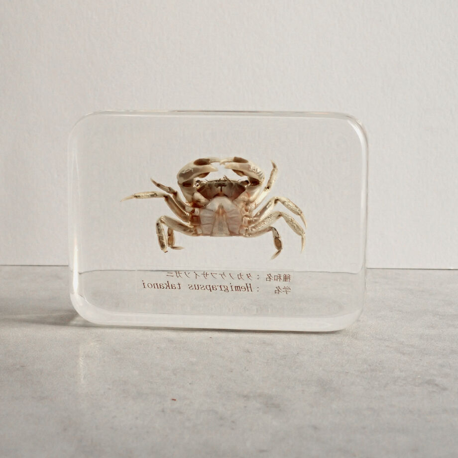 タカノケフサイソガニ樹脂封入標本 L (木製標本箱入り) | Atelier BIOTA