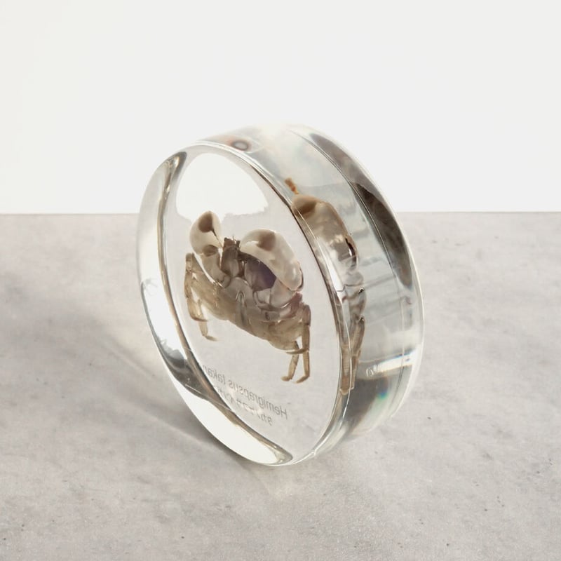 タカノケフサイソガニ樹脂封入標本 L (木製標本箱入り) | Atelier BIOTA