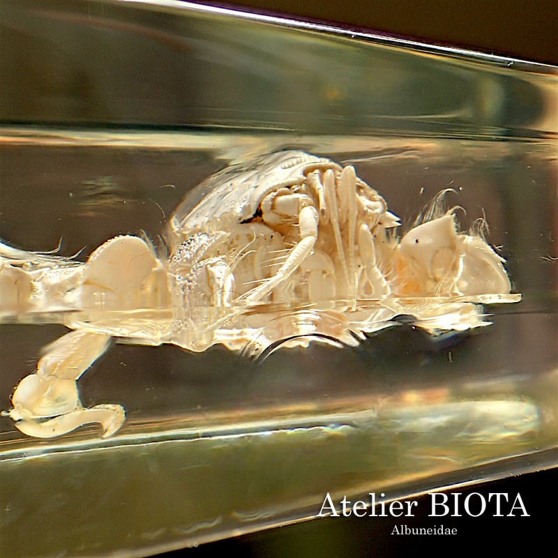 クダヒゲガニ科の一種樹脂封入標本 L (木製標本箱入り) | Atelier BIOTA