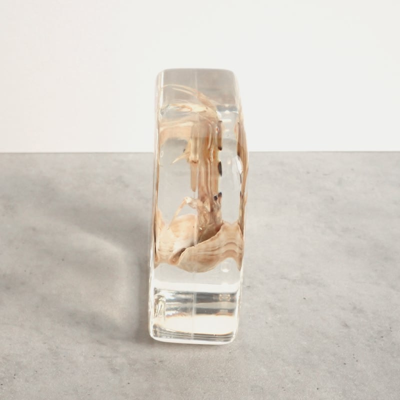 ユビナガホンヤドカリ樹脂封入標本 L (木製標本箱入り) | Atelier BIOTA