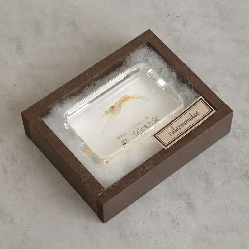 errer 樹脂標本 9種 植物標本 木箱入り 紫陽花 古道具 アンティーク