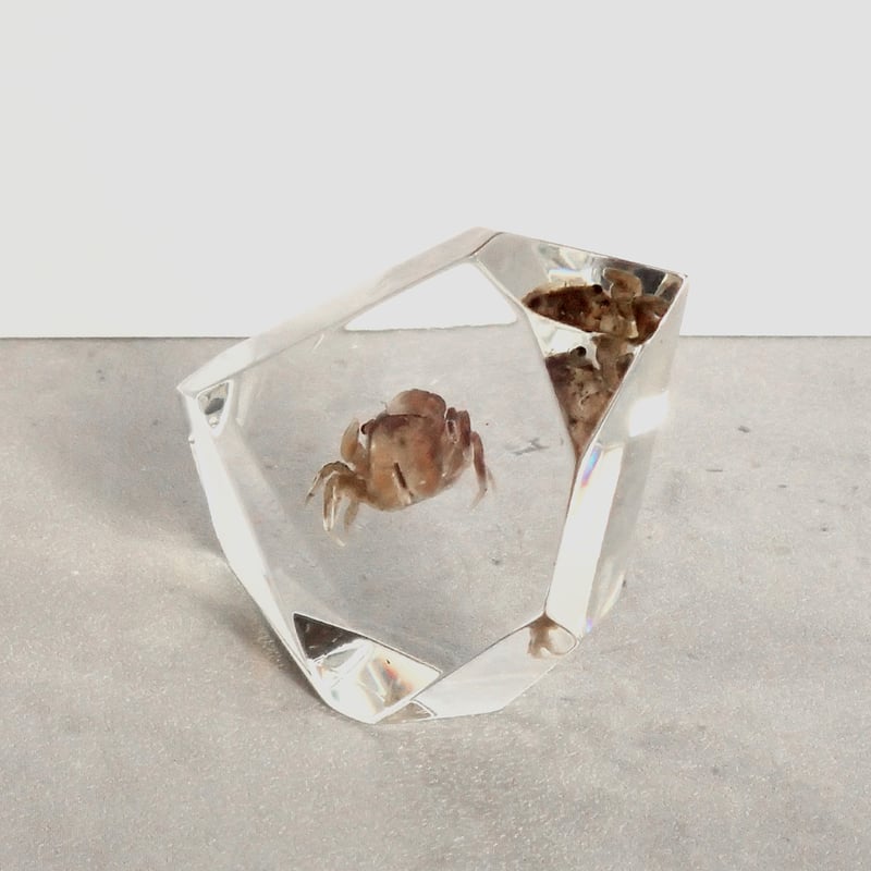 カニ類樹脂封入標本 C (木製標本箱入り) | Atelier BIOTA