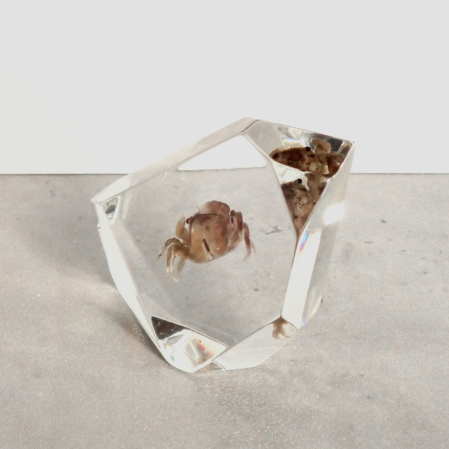 標本用ヤシガニ 冷凍標本 カニ類樹脂封入標本 C (木製標本箱入り) | Atelier BIOTA