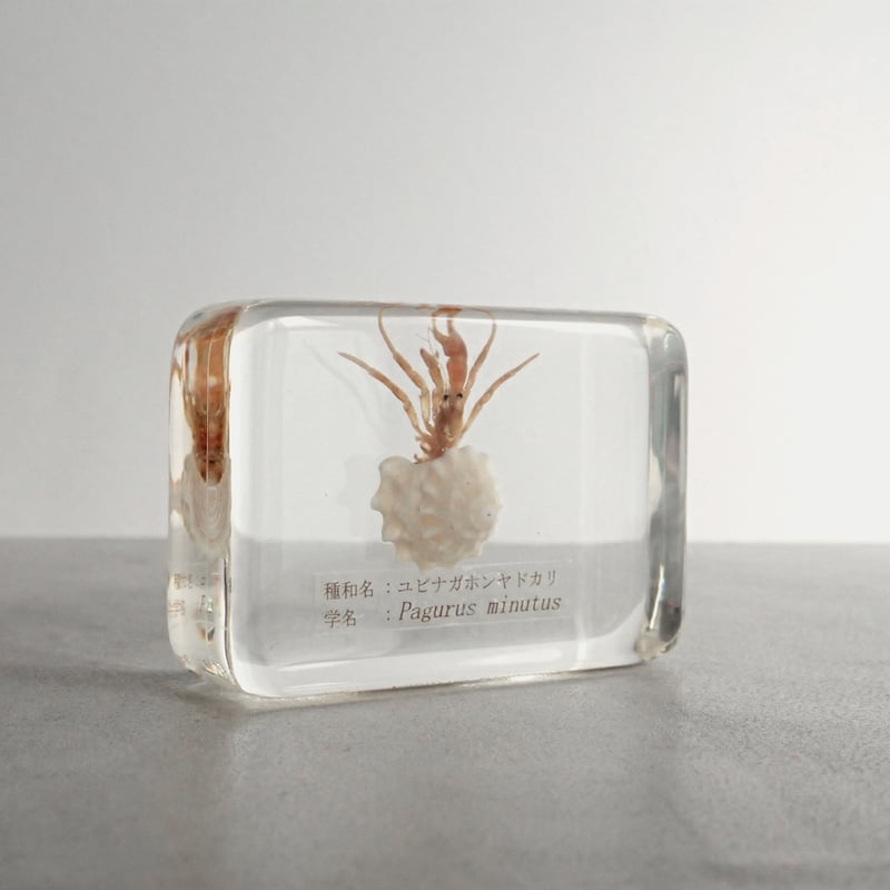 ユビナガホンヤドカリ樹脂封入標本 M (木製標本箱入り) | Atelier BIOTA