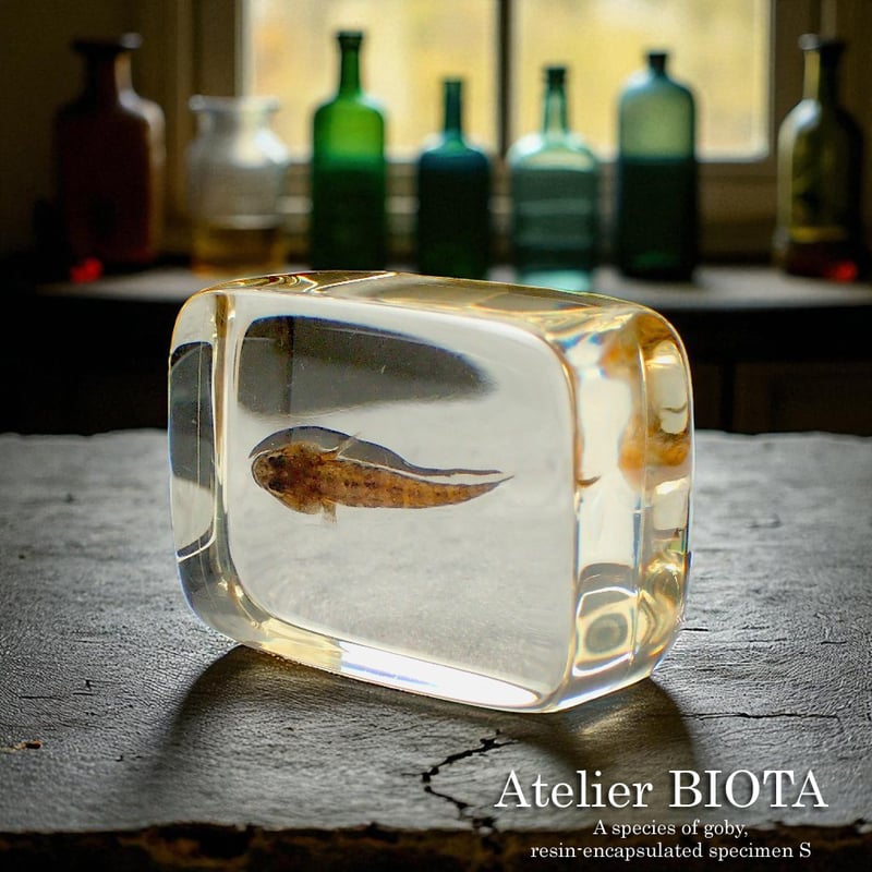 ハゼ科の一種樹脂封入標本 S (木製標本箱入り) | Atelier BIOTA
