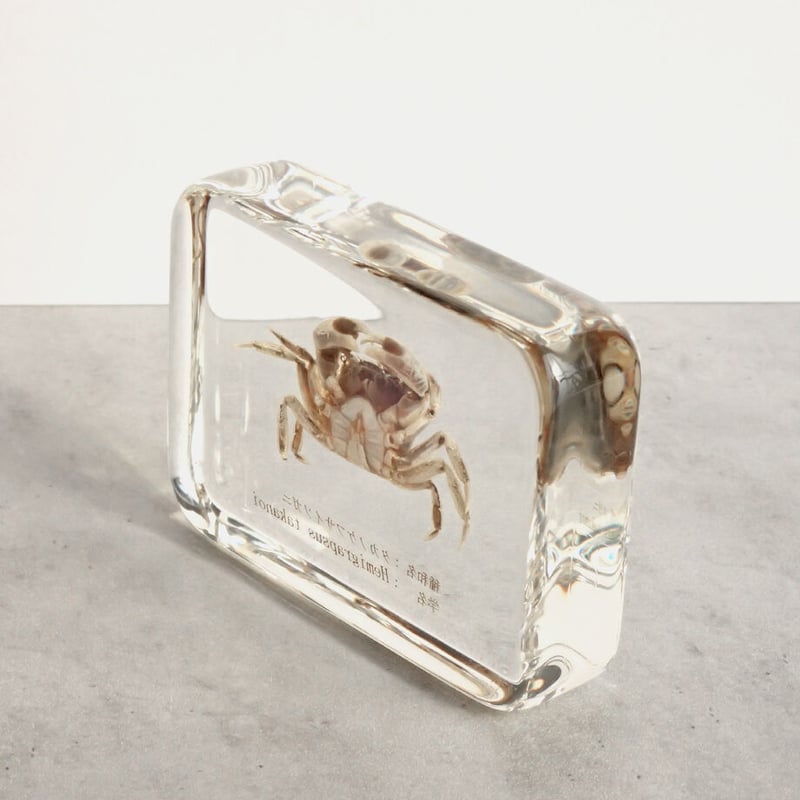 タカノケフサイソガニ樹脂封入標本 L (木製標本箱入り) | Atelier BIOTA