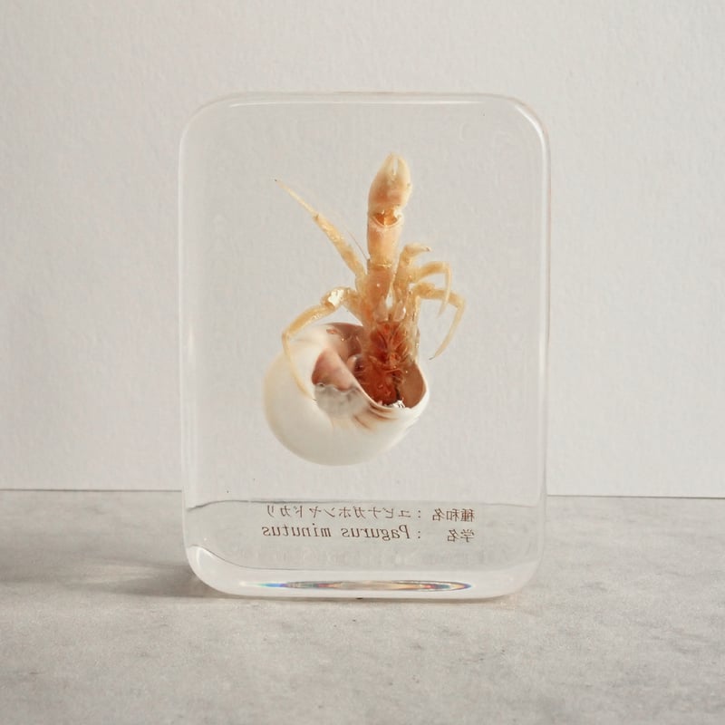 ユビナガホンヤドカリ樹脂封入標本 L (木製標本箱入り) | Atelier BIOTA