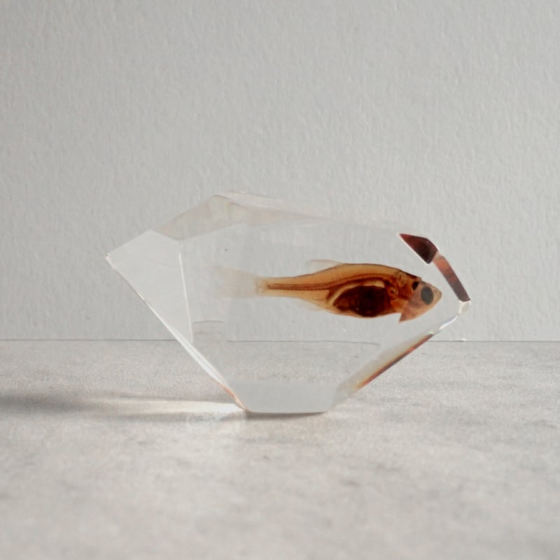 魚類樹脂封入標本 C (木製標本箱入り) | Atelier BIOTA