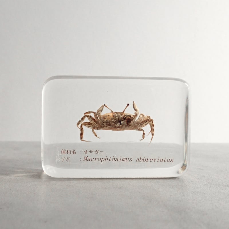 オサガニ樹脂封入標本 M (木製標本箱入り) | Atelier BIOTA