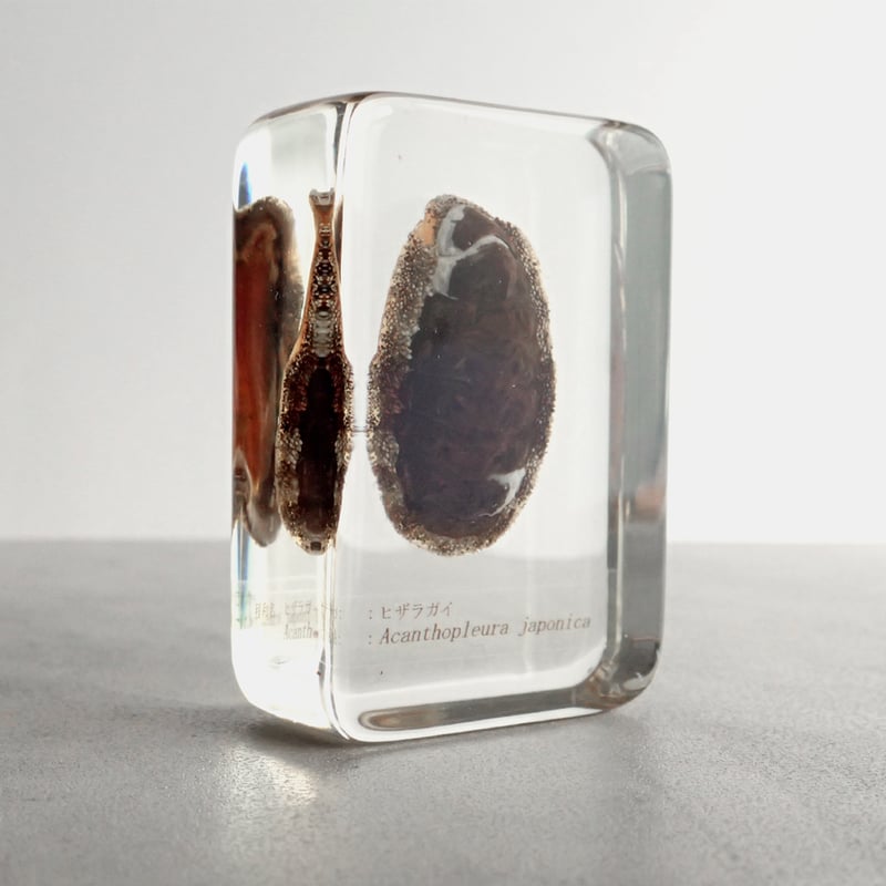 ヒザラガイ樹脂封入標本 M (木製標本箱入り) | Atelier BIOTA