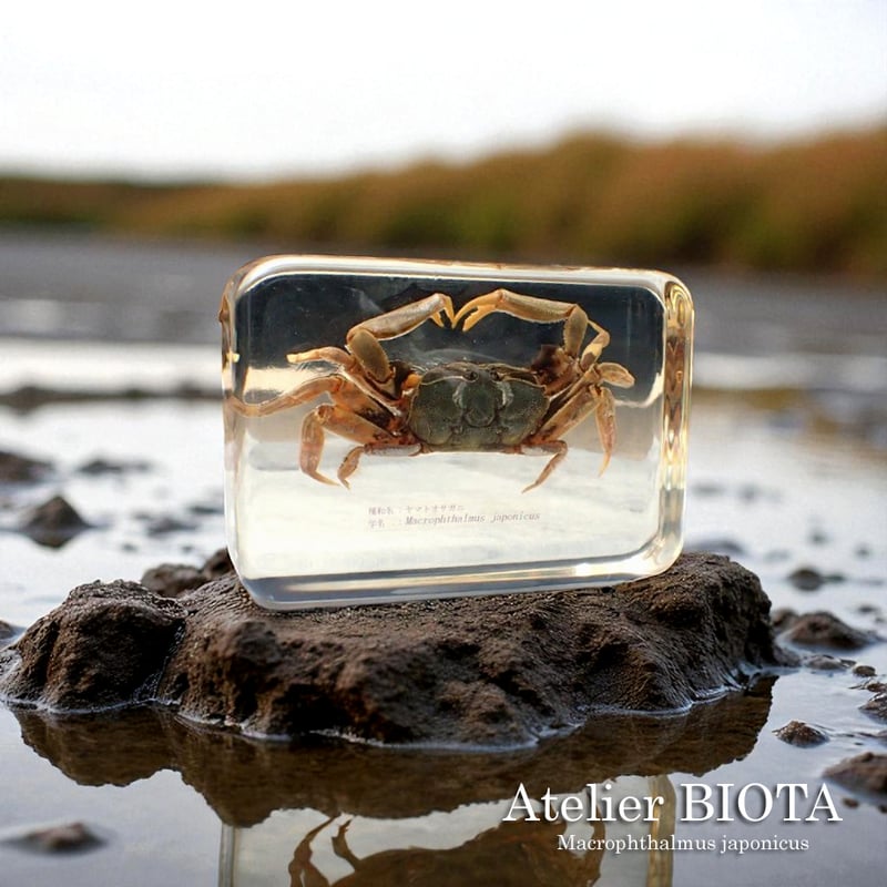 ヤマトオサガニ樹脂封入標本 3L (木製標本箱入り) | Atelier BIOTA